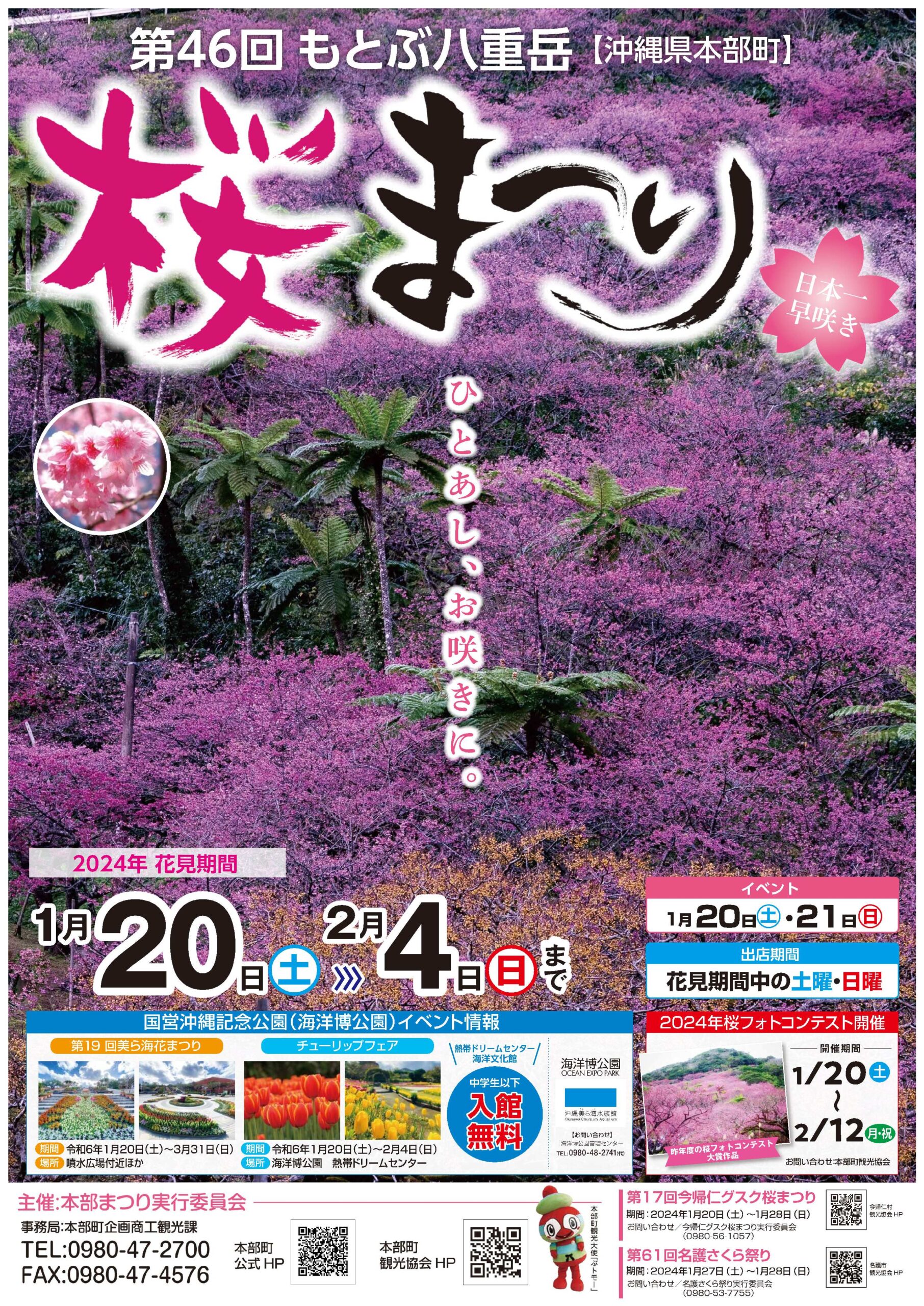 沖縄桜祭り　もとぶ八重岳桜まつり