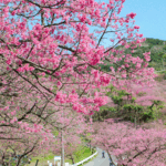沖縄桜祭り　日本一早い桜祭り2024年