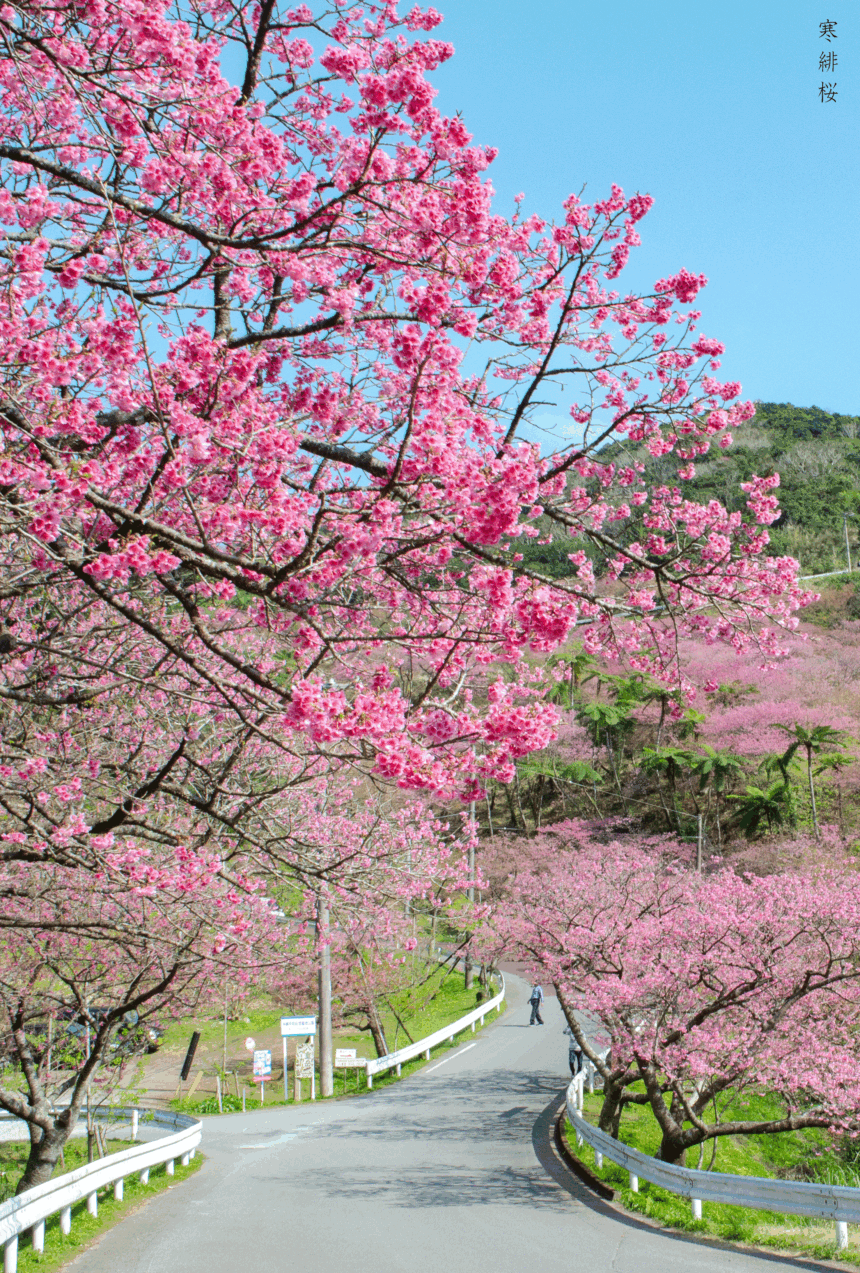 沖縄桜